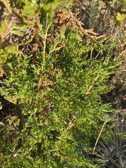 Juniperus virginiana