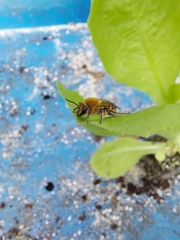 Colletes hederae