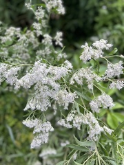 Eupatorium serotinum