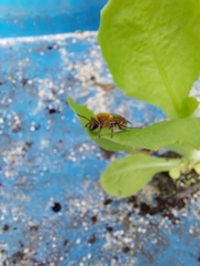 Colletes hederae