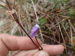 Primula jeffreyi