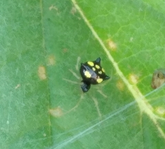 Theridula gonygaster