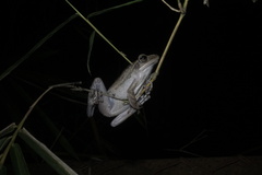 Polypedates leucomystax