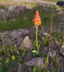 Dichromanthus cinnabarinus