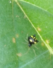 Theridula gonygaster