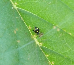 Theridula gonygaster