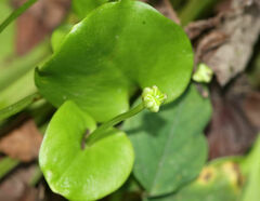 Parnassia grandifolia