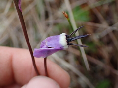 Primula jeffreyi