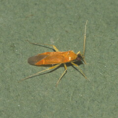 Phylus melanocephalus