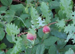 Andricus quercustozae