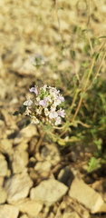 Ziziphora clinopodioides