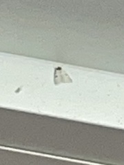 Catocala relicta