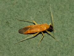 Phylus melanocephalus