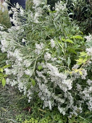Eupatorium serotinum