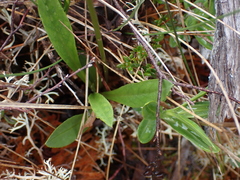 Primula jeffreyi