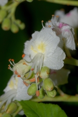 Aesculus hippocastanum