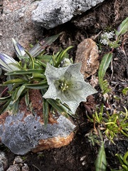 Gentiana algida