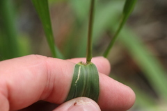 Setaria verticillata