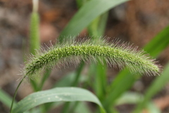 Setaria verticillata
