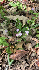 Elephantopus tomentosus