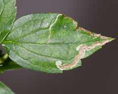Phytomyza loewii