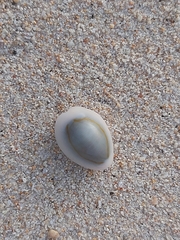Monetaria annulus