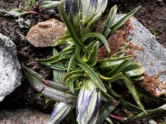 Gentiana algida