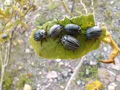 Leptinotarsa undecimlineata