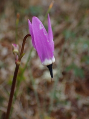 Primula jeffreyi