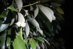Lithocarpus