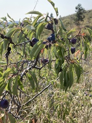 Prunus americana