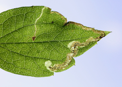 Phytomyza loewii