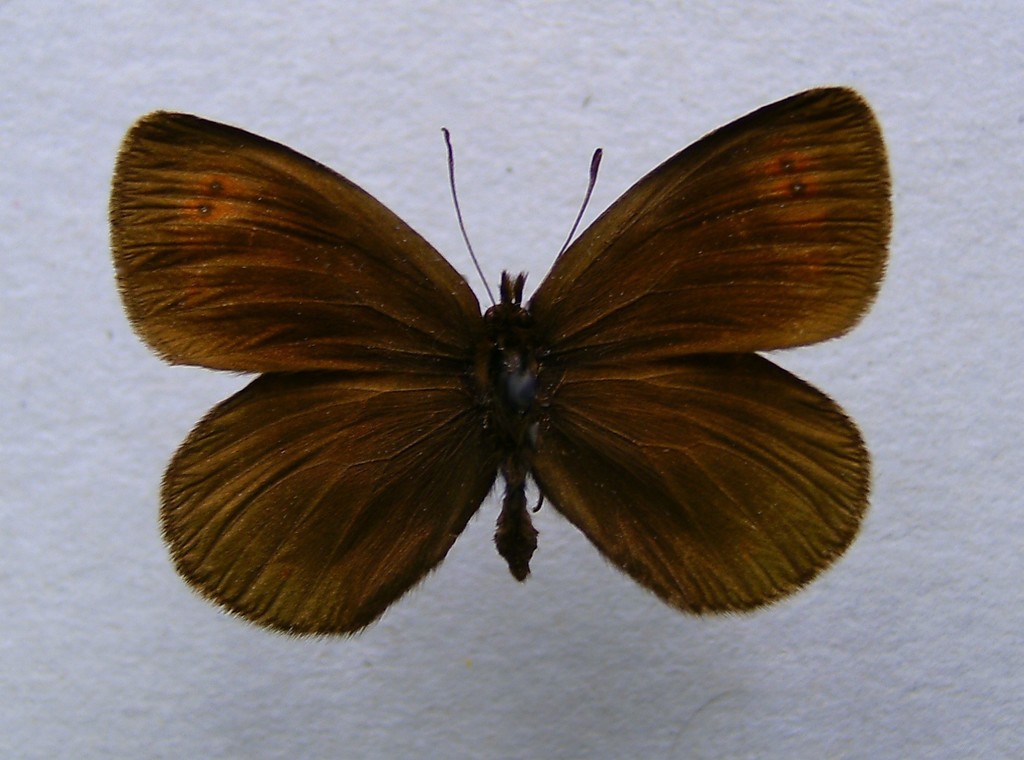 Erebia stiria