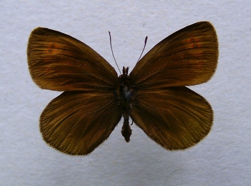 Erebia stiria