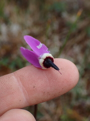 Primula jeffreyi