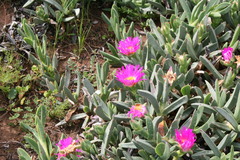 Carpobrotus quadrifidus