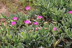 Carpobrotus quadrifidus