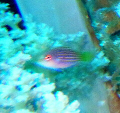 Pseudocheilinus hexataenia