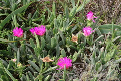 Carpobrotus quadrifidus