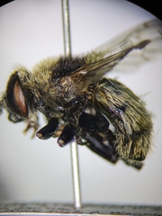 Merodon equestris