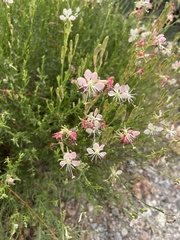 Oenothera suffrutescens
