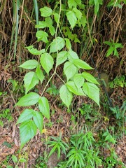 Rubus parviaraliifolius