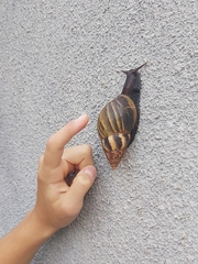 Lissachatina fulica