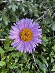 Erigeron glacialis
