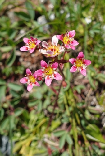 Image of Saxifraga kolenatiana by (c) Vladimir Atachkin, some rights reserved (CC BY)