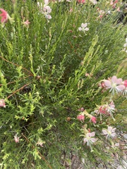 Oenothera suffrutescens