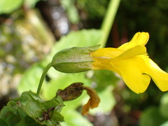 Erythranthe decora