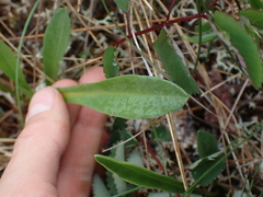 Primula jeffreyi