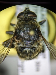Merodon equestris