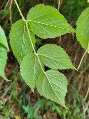 Rubus parviaraliifolius